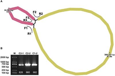 The complete mitochondrial genome of Pontederia crassipes: using HiFi reads to investigate genome recombination and gene transfer from chloroplast genome